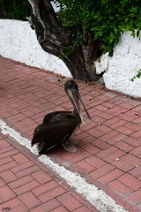 Pelecanus occidentalis urinator