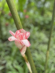 Urceola rosea