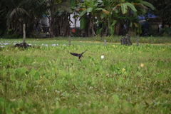 Dendrocygna javanica