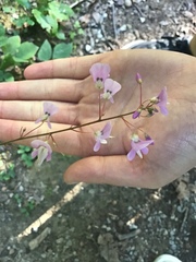 Hylodesmum