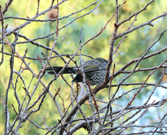 Anthochaera chrysoptera