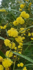 Acacia leprosa