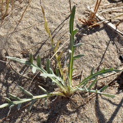 Cirsium pitcheri
