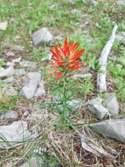 Castilleja wootonii