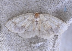 Nematocampa resistaria