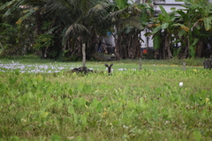 Dendrocygna javanica