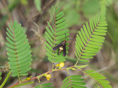 Carmenta pyralidiformis