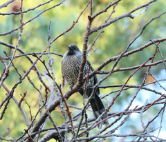 Anthochaera chrysoptera