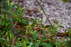 Setophaga petechia aureola