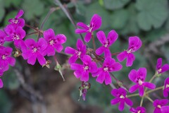 Pelargonium echinatum