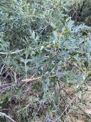 Quercus gambelii