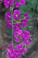 Pelargonium echinatum