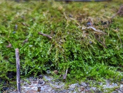 Amblystegium