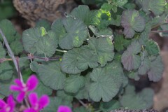 Pelargonium echinatum