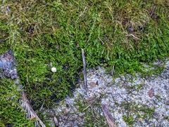 Amblystegium