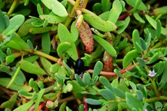 Xylocopa darwini