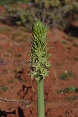 Ornithogalum xanthochlorum