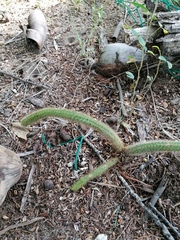 Acanthocereus hesperius