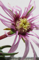 Lampranthus dilutus