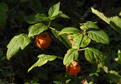 Alkekengi officinarum