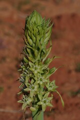 Ornithogalum xanthochlorum