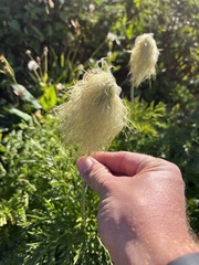 Pulsatilla occidentalis