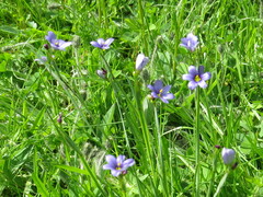 Sisyrinchium montanum