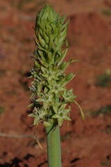 Ornithogalum xanthochlorum