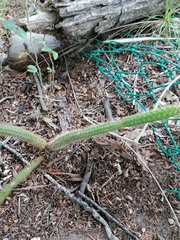 Acanthocereus hesperius