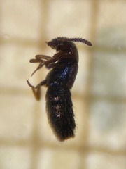 Aleochara