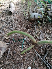 Acanthocereus hesperius