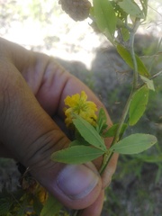 Trifolium aureum