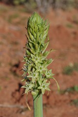 Ornithogalum xanthochlorum
