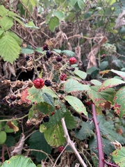 Rubus armeniacus