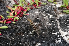 Microlophus indefatigabilis