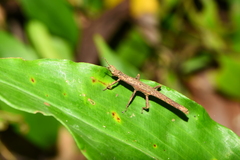Dataminae