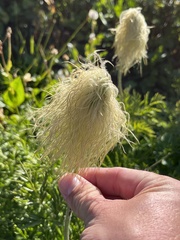 Pulsatilla occidentalis