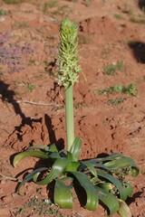 Ornithogalum xanthochlorum