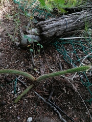 Acanthocereus hesperius