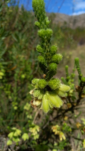 Image of Erica sparrmanni by (c) Christiaan Viljoen, some rights reserved (CC BY)