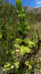 Erica sparrmanni