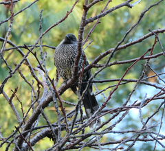 Anthochaera chrysoptera