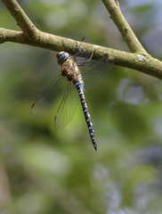 Aeshna mixta