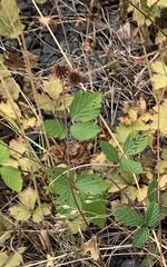 Rubus armeniacus
