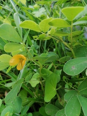 Senna uniflora