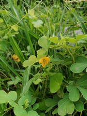 Senna uniflora