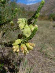 Erica sparrmanni