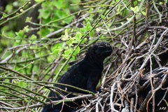 Amblyrhynchus cristatus hassi