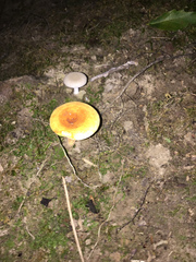 Gyroporus castaneus