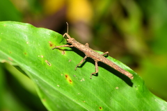 Dataminae